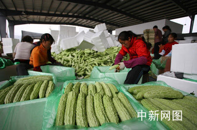 西南旱情致蔬菜批发价格出现大幅上涨(图)_网易财经